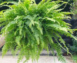 Best Air Purifying Plants Boston Fern Formaldehyde remover