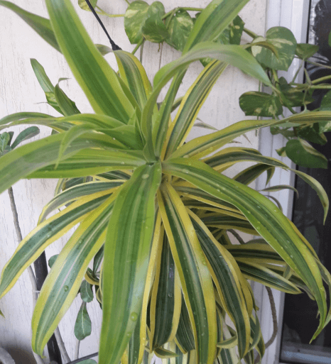 Best Air Purifier Plant Dracaena Deremensis