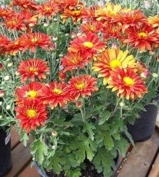 Best Air Purifying plants Garden Mum