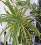 Best Anti Pollution indoor plants