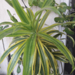 10 Best Air Purifying Plants NASA Recommends For Indoors