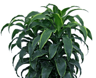 Dracaena Dorado Best Air Cleaning Plants