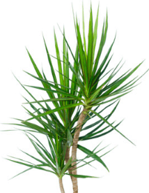 Dracaena marginata Best Air Cleaning Plant