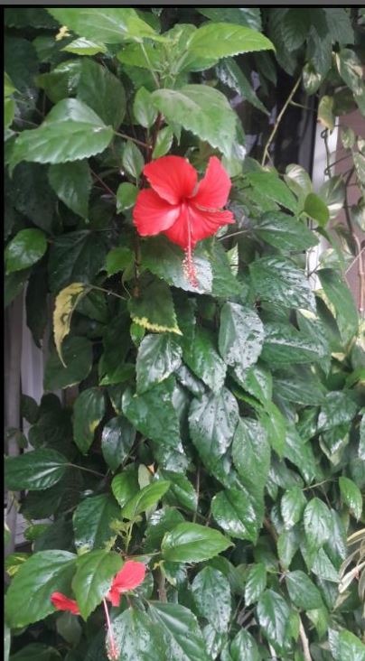 Hibiscus Best Air Purifying plants