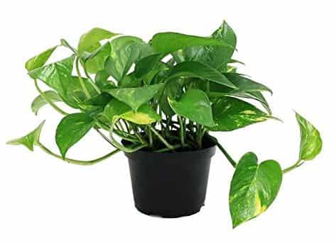 Money plant Best Air Purifying plants