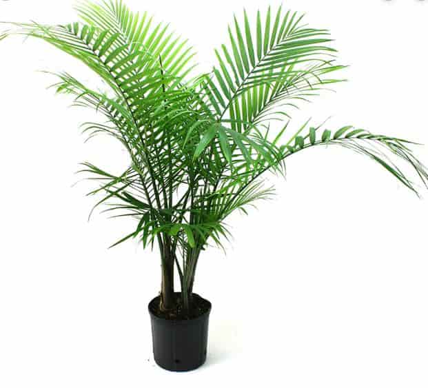 Palm tree Best Air purifying plants