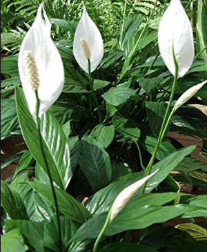 Best Air Cleaning Plant peace lily