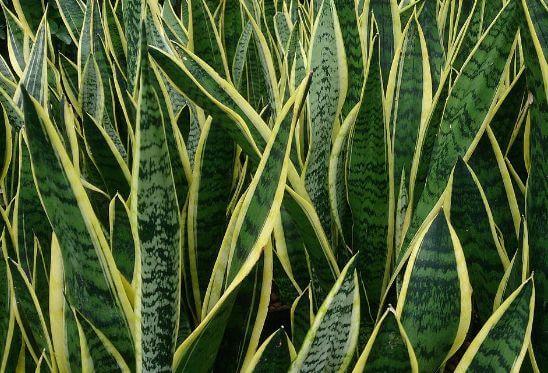 Best Air Cleaning Plants- snake plant Mother's Tongue