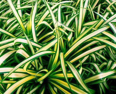 Best Air Cleaning Plants Spider plant