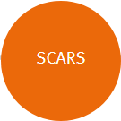 bio oil review scars