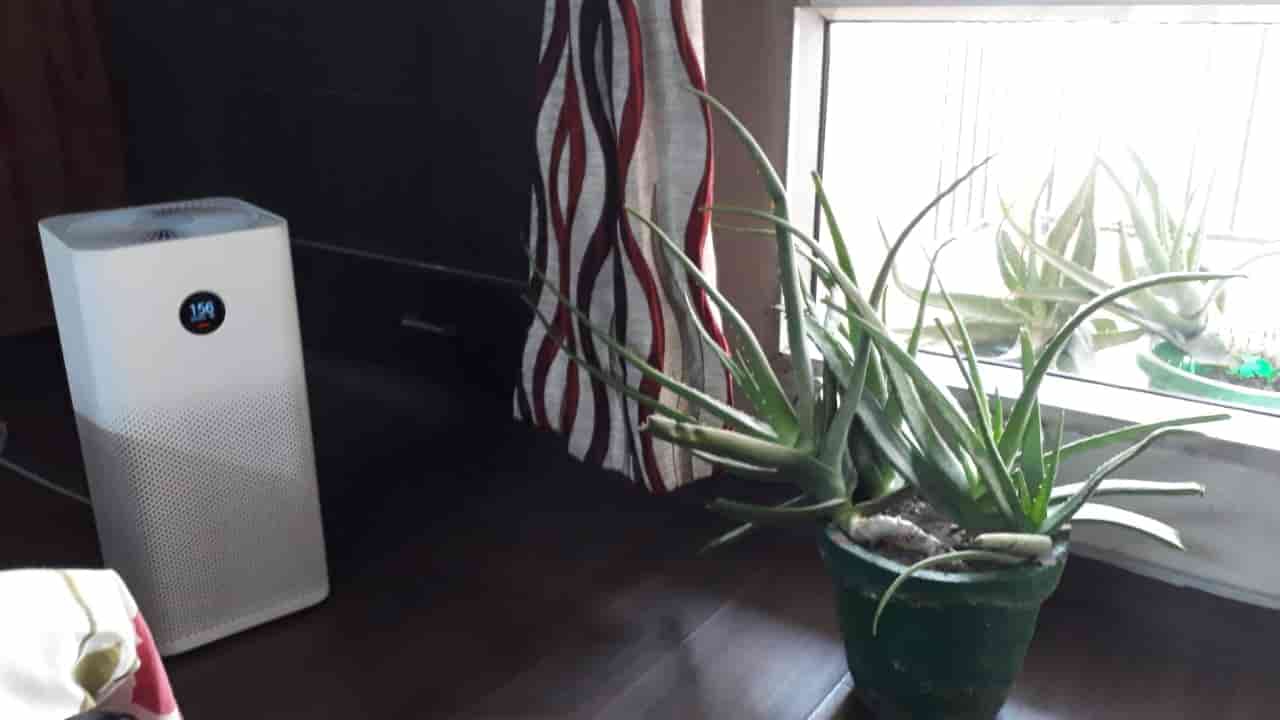 MI Air Purifier 2S plus plants